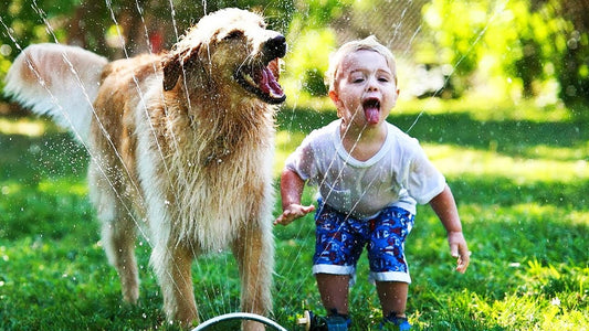 Como cuidar do cachorro no verão - Pet Store Br